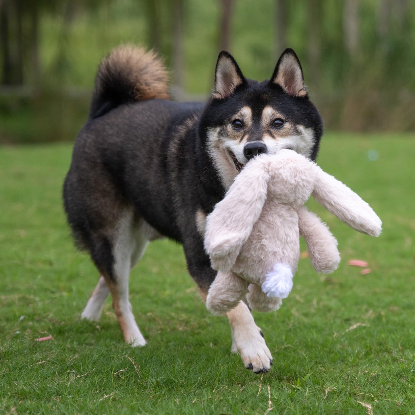 Best Pet Supplies Interactive Bunny Buddy Dog Toy with Crinkle and Squeaky Enrichment for Small and Medium Breed Puppies or Dogs, Cute and Plush - Bunny (Beige)