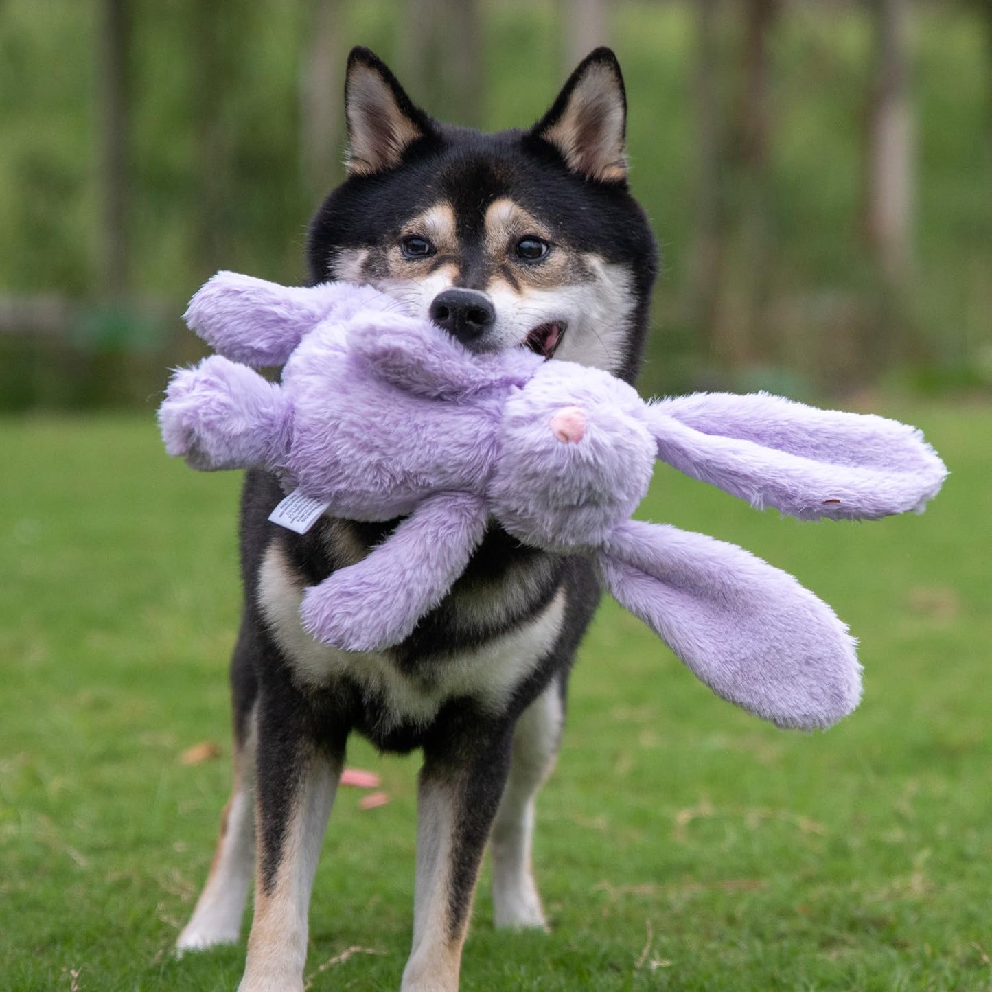 Best Pet Supplies Interactive Bunny Buddy Dog Toy with Crinkle and Squeaky Enrichment for Small and Medium Breed Puppies or Dogs, Cute and Plush - Bunny (Beige)